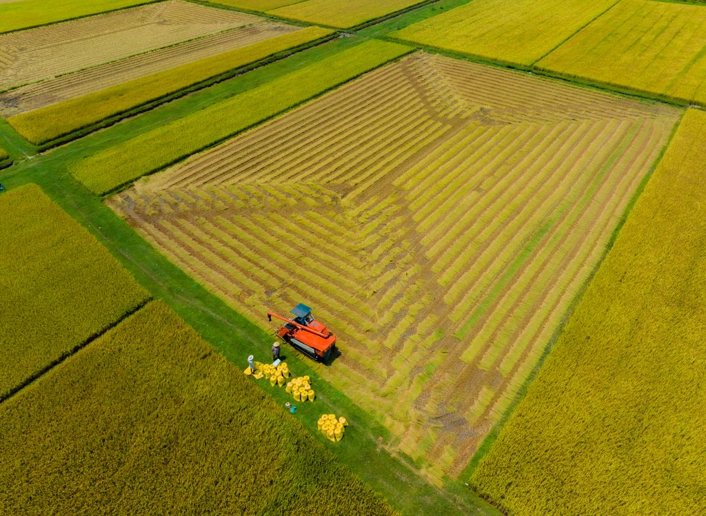 Aerial view of a harvester and workers collecting crops in Quảng Ngãi, Vietnam.