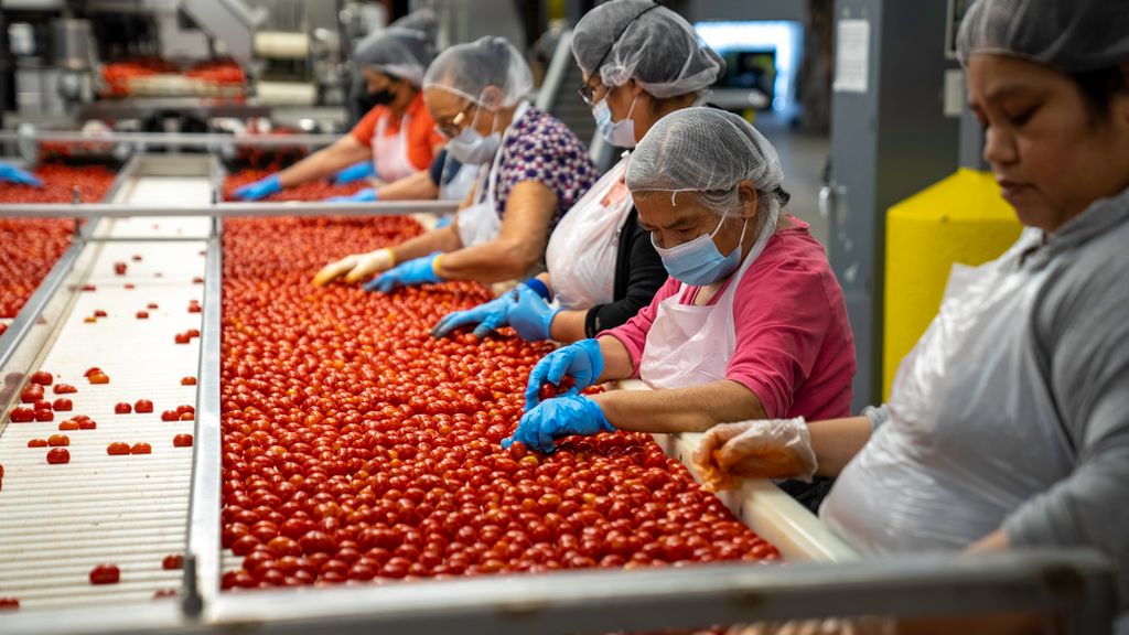 Women sorting tomatoes on a factory production line, ensuring quality control.